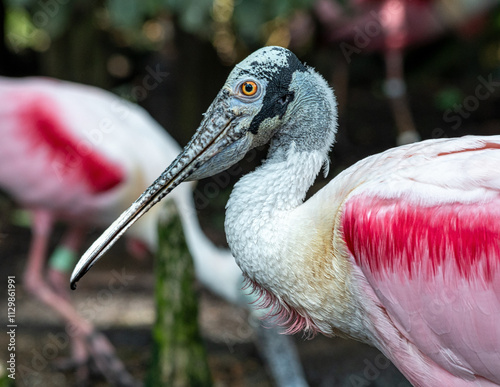 Roseate Spoonbill