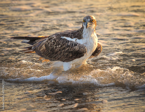 osprey at the beach