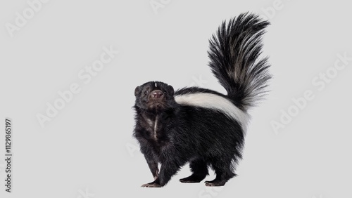 Striped Skunk Closeup. Adorable Classic Black and White Skunk Isolated on White Background