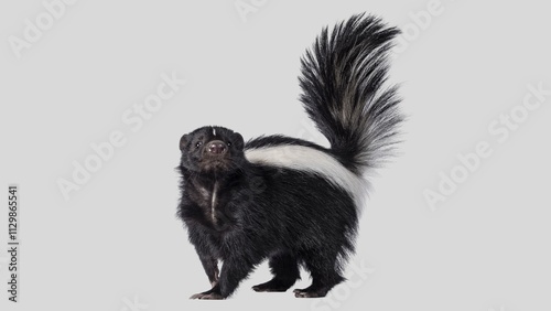 Striped Skunk Closeup. Adorable Classic Black and White Skunk Isolated on White Background