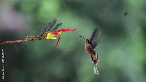 A hummingbird in the rainforest of Costa RIca 