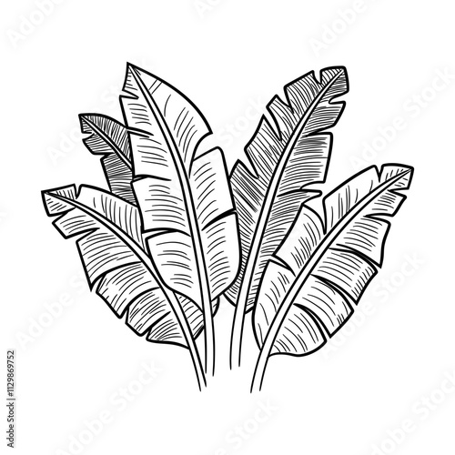 A doodle style icon of banana leaves