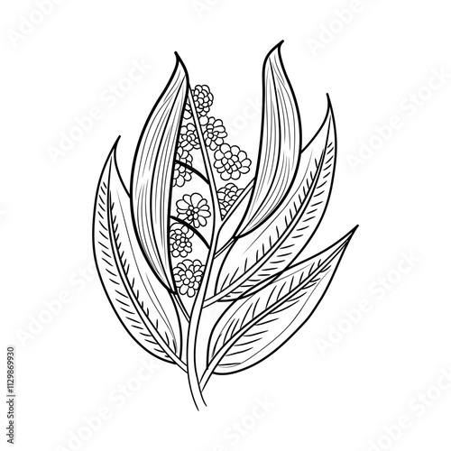 A doodle style icon of eucalyptus leaves