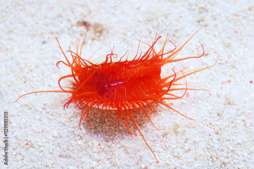 Electric Eye Scallop, Limaria spp photo