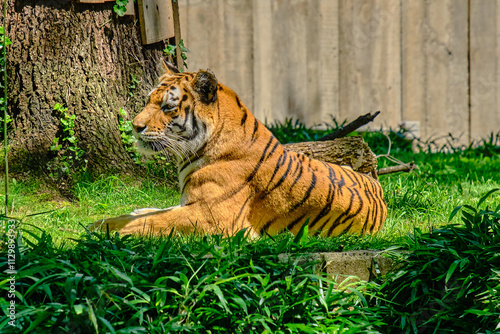 A tiger laying in the grass photo