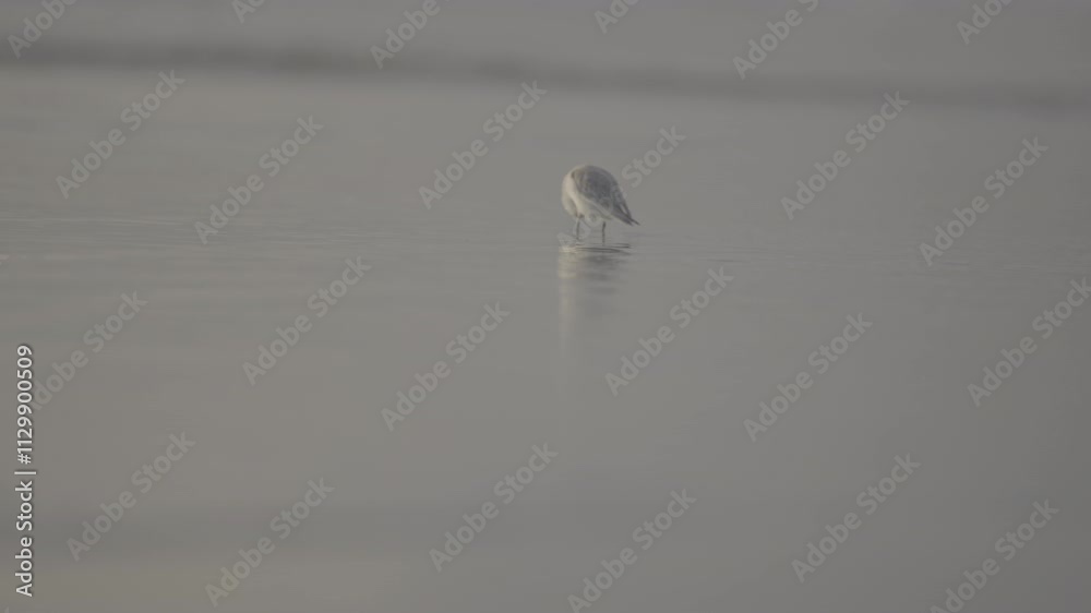 birds on the beach looking for crabs and food birds on the beach looking for crabs and food