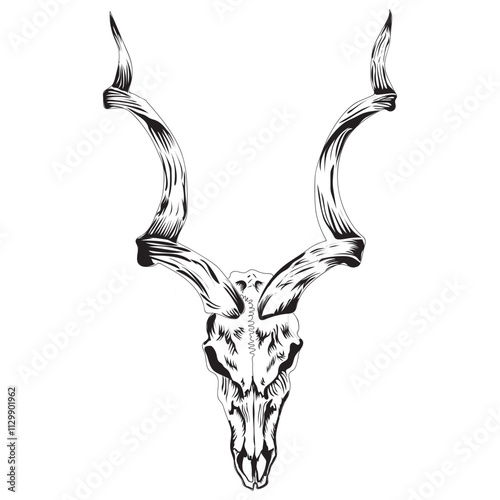 Deer skull vector illustrations