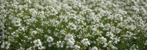 Whispy white gypsophila stems arranged in a loose, flowing pattern, white flowers, floral details, ferns