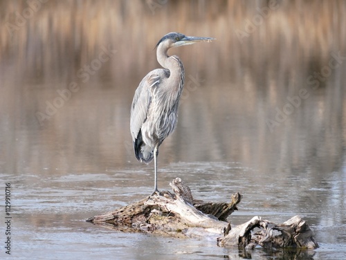 Blue heron standing on a fallen tree in a swamp, Colorado