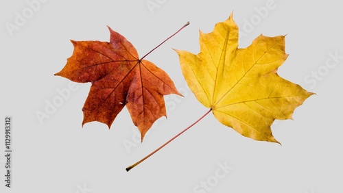 Fall leaves isolated on white background collection. Set of autumn leaves, use as base for your own composing purposes.