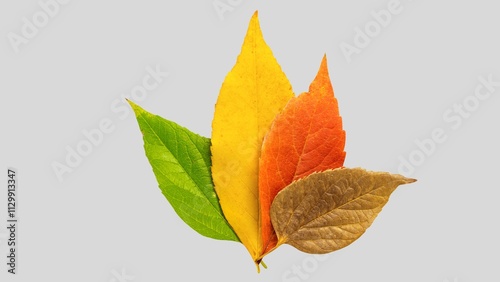 Fall leaves isolated on white background collection. Set of autumn leaves, use as base for your own composing purposes.