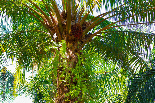 Palm trees in the garden, palm fruit