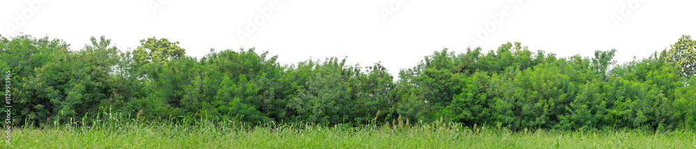 Forest and foliage in summer isolated on transparent background with cut path and alpha channel, high resolution. Forest and foliage in summer isolated on transparent background with cut path and alpha channel, high resolution.