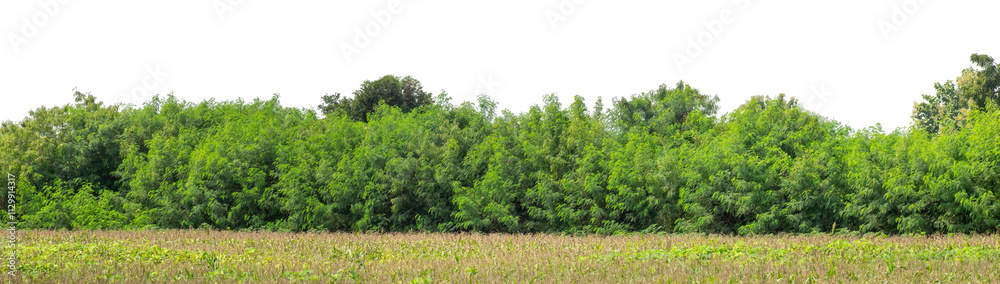 Forest and foliage in summer isolated on transparent background with cut path and alpha channel, high resolution. Forest and foliage in summer isolated on transparent background with cut path and alpha channel, high resolution.