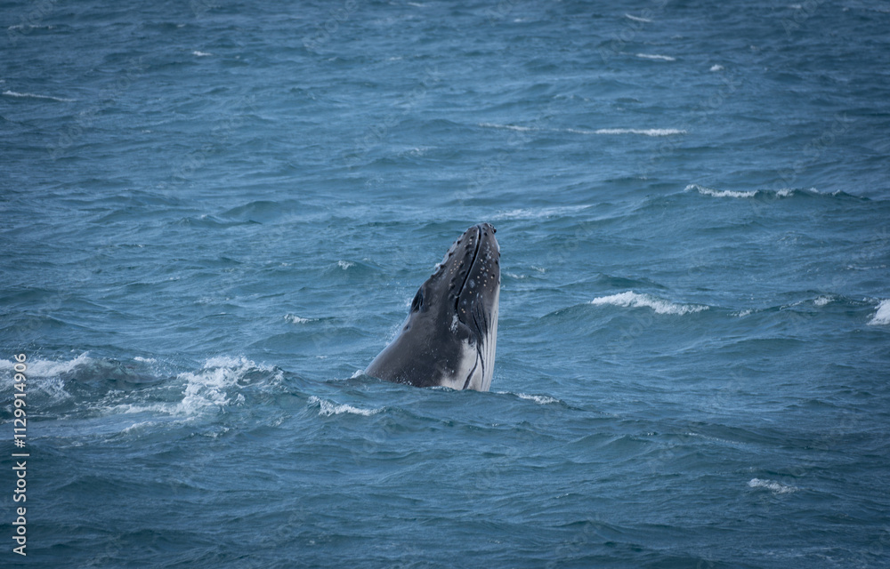 Fototapeta premium whale in the ocean