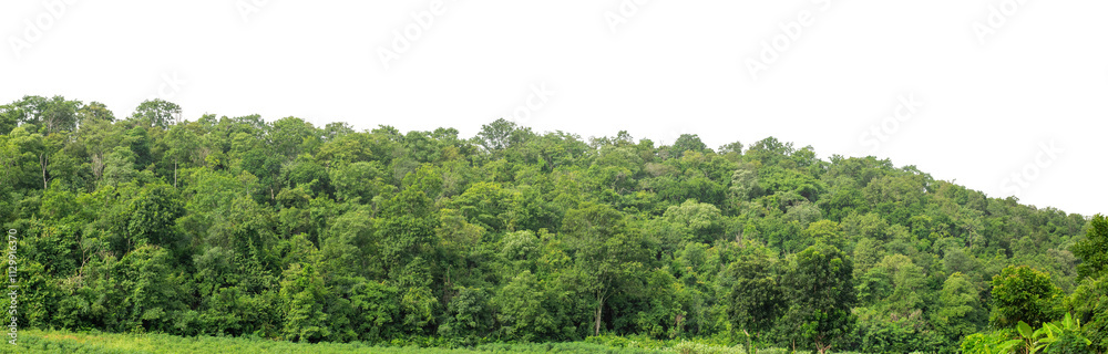 Forest and foliage in summer isolated on transparent background with cut path and alpha channel, high resolution.