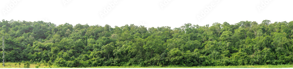 Forest and foliage in summer isolated on transparent background with cut path and alpha channel, high resolution. Forest and foliage in summer isolated on transparent background with cut path and alpha channel, high resolution.