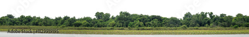 Forest and foliage in summer isolated on transparent background with cut path and alpha channel, high resolution.