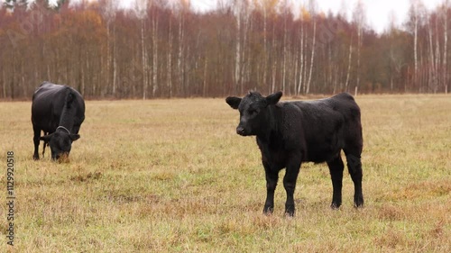  Rural pasture surrounded by a grim and atmospheric farm landscape. Livestock concept.