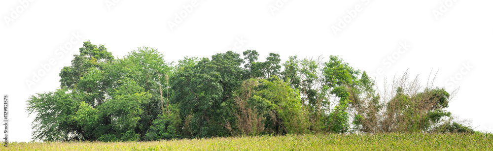 Green trees isolated are forest on transparent background. Forest and foliage in summer with cut path and alpha channel, high resolution. Green trees isolated are forest on transparent background. Forest and foliage in summer with cut path and alpha channel, high resolution.