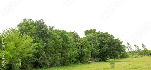 Forest and foliage in summer isolated on transparent background with cut path and alpha channel, high resolution.
