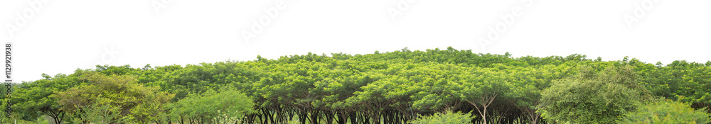 Forest and foliage in summer isolated on transparent background with cut path and alpha channel, high resolution. Forest and foliage in summer isolated on transparent background with cut path and alpha channel, high resolution.