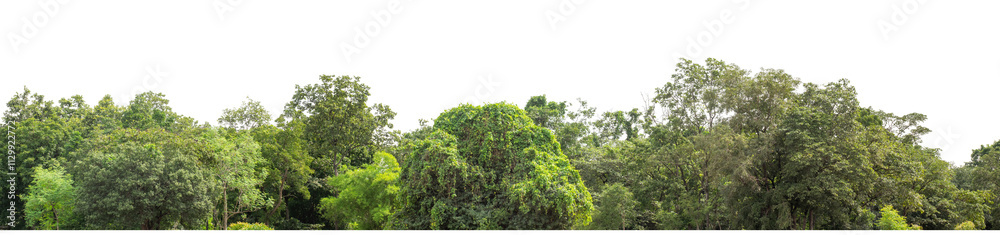 Forest and foliage in summer isolated on transparent background with cut path and alpha channel, high resolution. Forest and foliage in summer isolated on transparent background with cut path and alpha channel, high resolution.