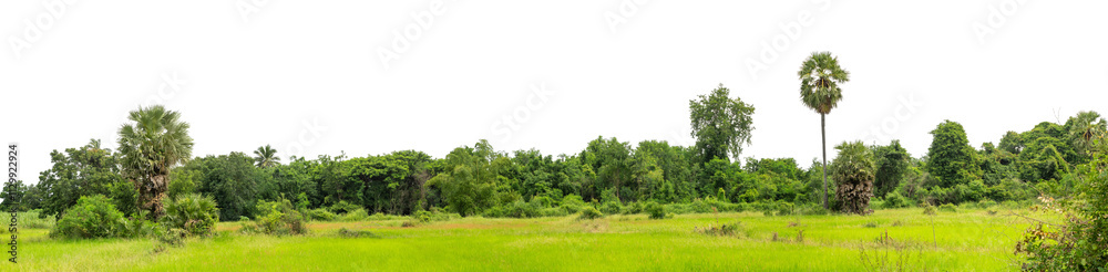 Forest and foliage in summer isolated on transparent background with cut path and alpha channel, high resolution. Forest and foliage in summer isolated on transparent background with cut path and alpha channel, high resolution.
