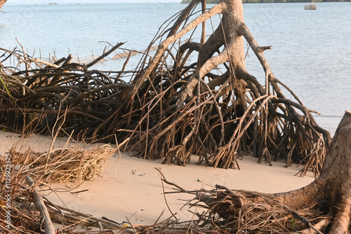 Mangrove wirh roots. Rhizopora roots.  photo