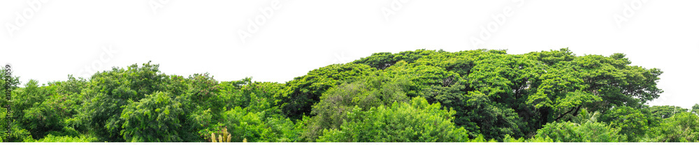 Forest and foliage in summer isolated on transparent background with cut path and alpha channel, high resolution. Forest and foliage in summer isolated on transparent background with cut path and alpha channel, high resolution.