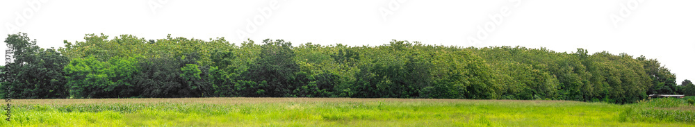 Forest and foliage in summer isolated on transparent background with cut path and alpha channel, high resolution. Forest and foliage in summer isolated on transparent background with cut path and alpha channel, high resolution.