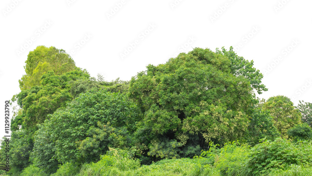 Forest and foliage in summer isolated on transparent background with cut path and alpha channel, high resolution. Forest and foliage in summer isolated on transparent background with cut path and alpha channel, high resolution.
