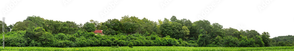 Forest and foliage in summer isolated on transparent background with cut path and alpha channel, high resolution. Forest and foliage in summer isolated on transparent background with cut path and alpha channel, high resolution.
