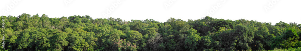 Forest and foliage in summer isolated on transparent background with cut path and alpha channel, high resolution. Forest and foliage in summer isolated on transparent background with cut path and alpha channel, high resolution.