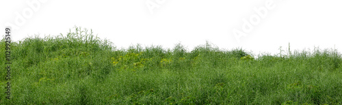 Hill with green isolated on transparent background with clipped path and high resolution alpha channel.