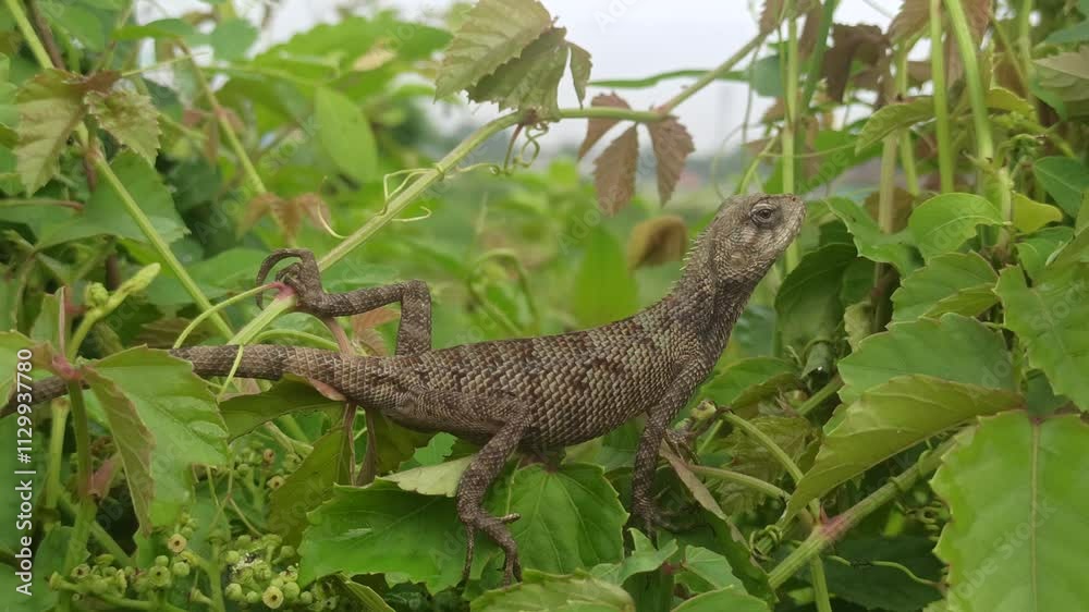 chameleon in the bush chameleon in the bush