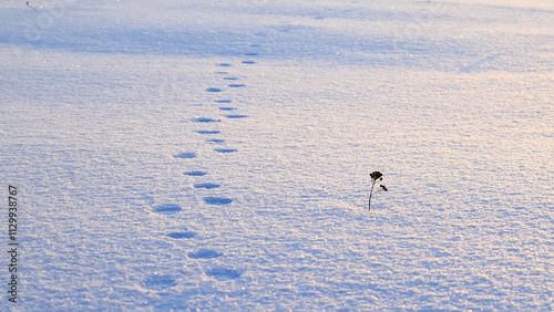 Animal tracks in the snow at a beautiful sunny winter landscape.