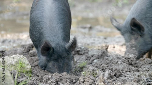 진흙 속에서 먹이를 찾는 흑돼지들
