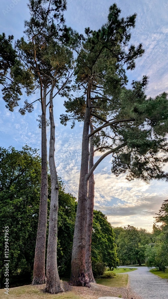 Obraz premium trees in the park