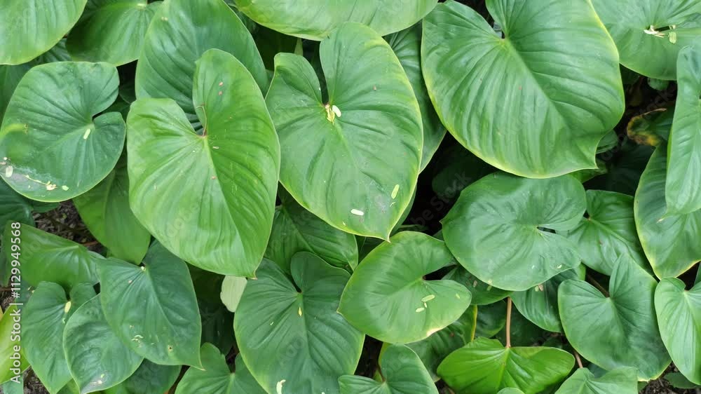 homalomena leaves homalomena leaves