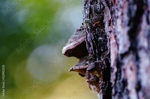 mushroom parasitizing a tree with Bokeh effect