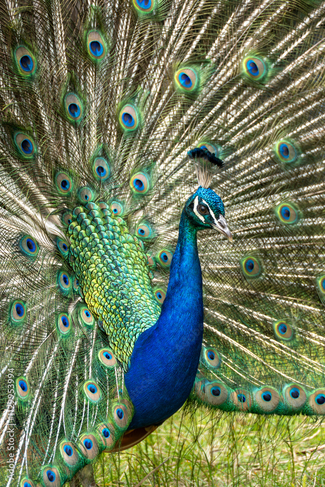 Fototapeta premium peacock with feathers out
