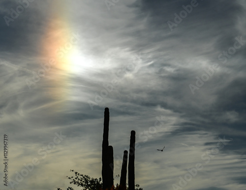 Sun Flare over a Cactuus with a Bird Flying By