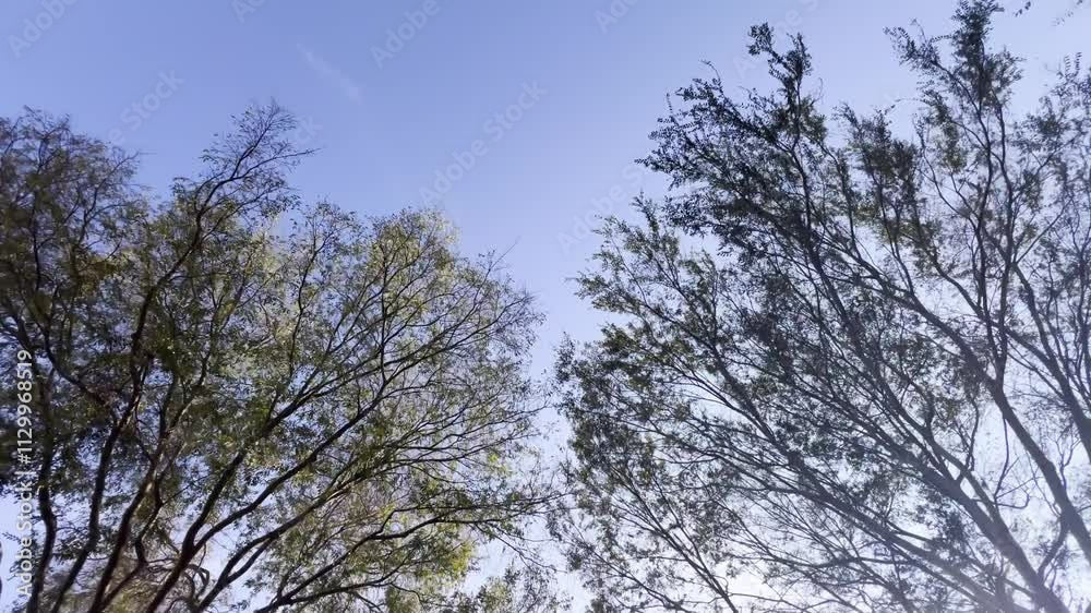 A beautifully calm nature scene, featuring trees beautifully set against a clear blue sky A beautifully calm nature scene, featuring trees beautifully set against a clear blue sky