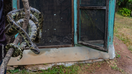 The boa constrictor coiled around a tree branch. The snake's skin is shiny, scaly, patterned. The head and eyes are visible. Aviaries in the background. Madagascar. Kennel reptiles Peyriyar photo