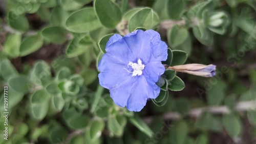 Evolvulus alsinoides flower in the garden photo