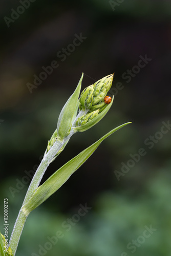 Close up of a ladybug on a Corn Lily plant, exploring Mt. Rainier National Park in the summer, as a nature background
 photo