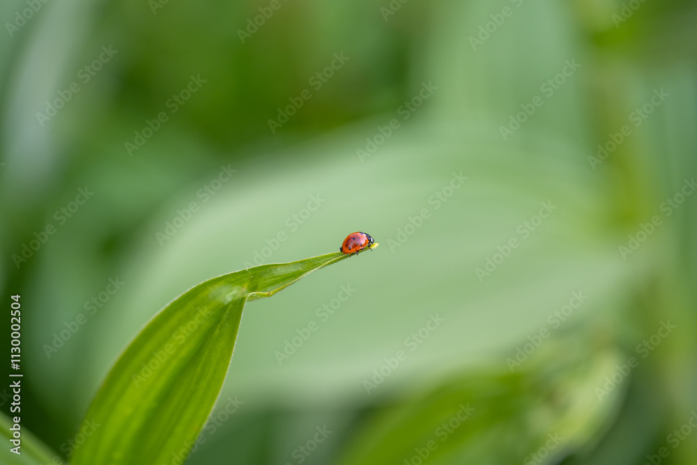 Close up of a ladybug on a Corn Lily plant, exploring Mt. Rainier National Park in the summer, as a nature background
Close up of a ladybug on a Corn Lily plant, exploring Mt. Rainier National Park in the summer, as a nature background
