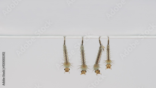 Mosquito larvae resting on the water surface, isolated against a clean white background, perfect for scientific and educational purposes.