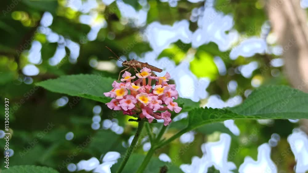 Riptortus pedestris on lantana camara
